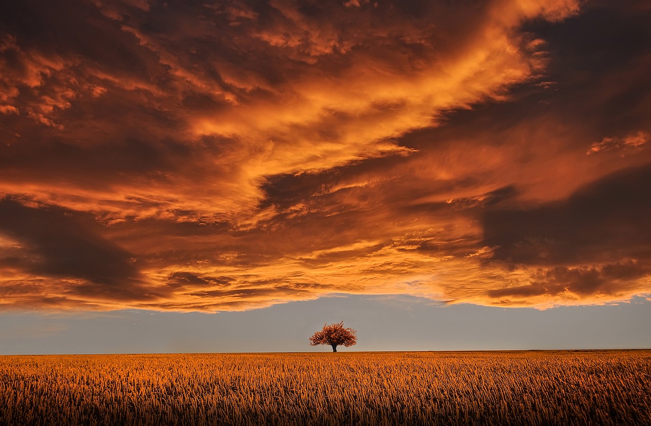 tree, field, sunset