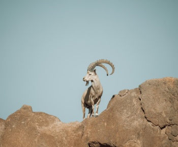 a ram standing on top of a large rock